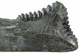 Bizarre Edestus Shark Tooth In Jaw Section - Carboniferous #238486-1